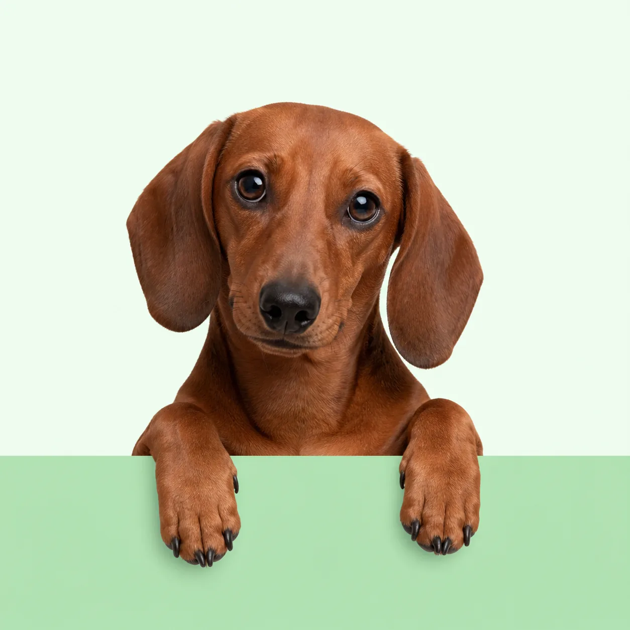 Happy dachshund